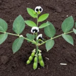 habas-plantar-en-el-huerto-huerta-urbana