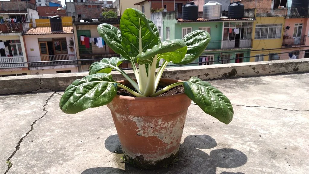 Acelga en maceta - Quito