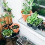 huerta-urbana-manzanilla-en-terraza-huerta-urbana-1
