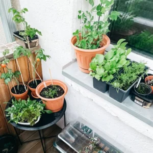 Huerta urbana manzanilla en terraza: guía de cultivo en macetas