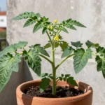 Insecticida para la tuta del tomate ecológico en macetas y patios insecticida-para-la-tuta-del-tomate-ecologico-0-huerta-urbana-1