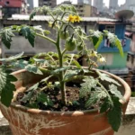insecticidas-para-la-tuta-del-tomate-caseros-0-huerta-urbana-1