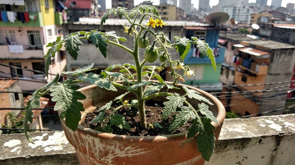 Tomate en maceta - Bogota