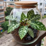 kit-de-terrario-para-plantas-pequenas-en-colombia-huerta-urbana-1