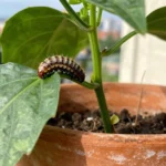 larvas-mariquita-en-el-huerto-0-13-colombia-huerta-urbana-1