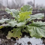 lechuga-de-invierno-en-maceta-0-15-chile-huerta-urbana-1