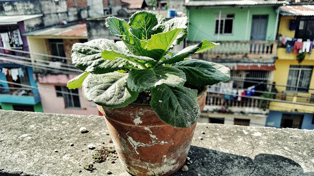 Lechuga en maceta - Santiago