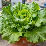 Lechugas de invierno en maceta 0 15 Chile: guía de cultivo urbano lechugas-de-invierno-en-maceta-0-15-chile-huerta-urbana-1