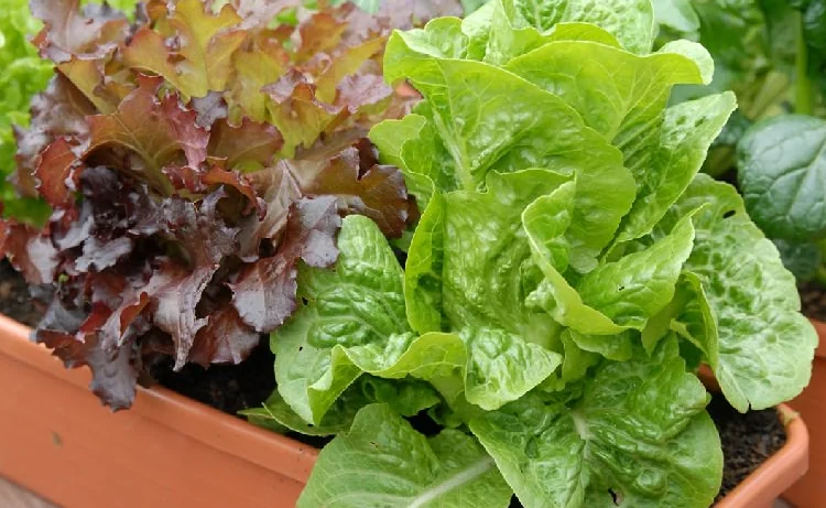 Lechuga en maceta - Santiago