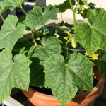 Matas de pepino en el huerto 0 16: guía para macetas y balcones matas-de-pepino-en-el-huerto-0-16-huerta-urbana-1