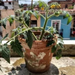 mejor-insecticida-para-la-tuta-del-tomate-0-huerta-urbana-1