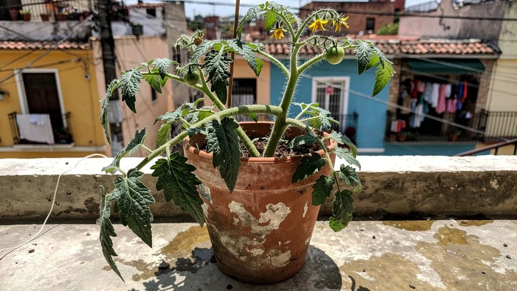 Tomate en maceta - Latinoamerica
