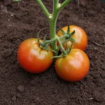 mejor-insecticida-para-la-tuta-del-tomate-huerta-urbana