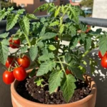mejores-variedades-de-tomate-rastrero-para-maceta-huerta-urbana-1