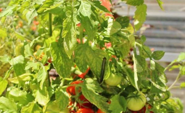 Tomate en maceta - Latinoamerica