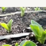 mes-para-sembrar-habas-en-latinoamerica-huerta-urbana-1