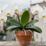 Orquídea Phalaenopsis cuidados en maceta guía urbana orquidea-phalaenopsis-cuidados-en-maceta-huerta-urbana