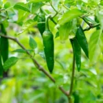 Pimiento verde picante cultivo en maceta: guía urbana pimiento-verde-picante-cultivo-huerta-urbana