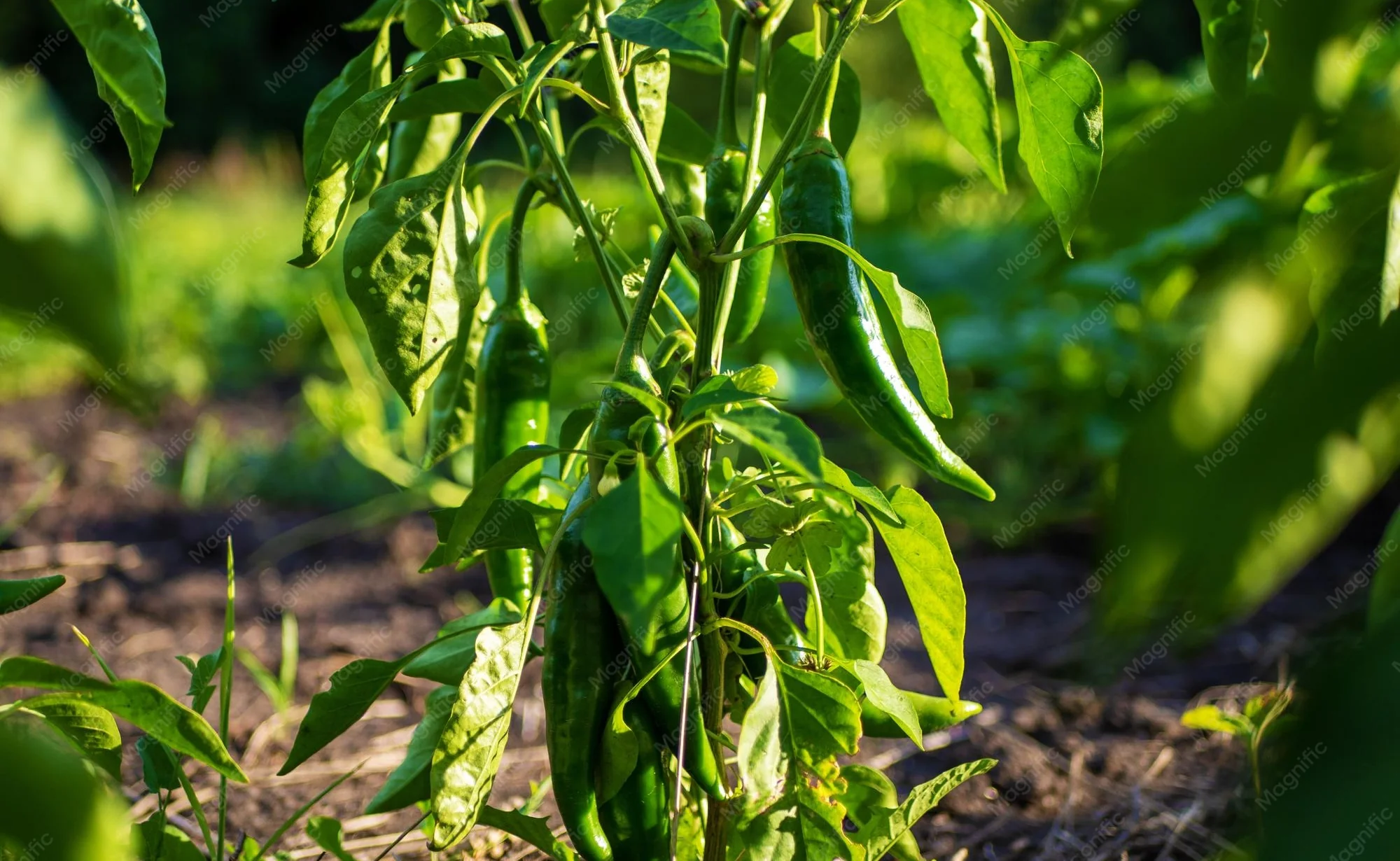 Pimiento en maceta - es