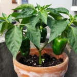pimiento-verde-picante-cultivo018esinformacionalpimiento-huerta-urbana-1