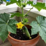 Cómo cultivar pepino para encurtir en macetas y balcones planta-pepinillos-para-encurtir013esinformacionalpepino-huerta-urbana-1