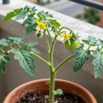 Cómo cultivar una planta tomatera en maceta en tu terraza planta-tomatera-en-maceta022esinformacionaltomate-huerta-urbana-1