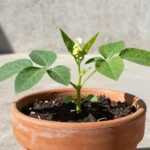 plantar-judias-verdes-en-maceta-huerta-urbana