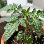 que-es-la-tuta-del-tomate-en-huerto-huerta-urbana-1