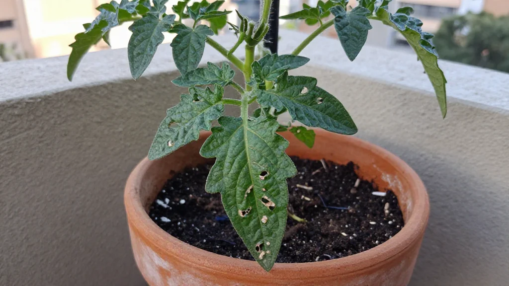 Tomate en maceta - M&Atilde;&copy;xico