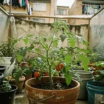 Qué es un invernadero para huerto en Colombia y cómo elegirlo que-es-un-invernadero-para-huerto-en-colombia-huerta-urbana-1