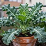 Qué plantar en el huerto durante el invierno en macetas y patios que-plantar-en-el-huerto-durante-el-invierno-huerta-urbana-1