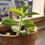 Qué plantar en invierno en casa argentina para huertas urbanas que-plantar-en-invierno-en-casa-argentina-huerta-urbana-1