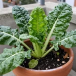 que-plantar-en-invierno-en-casa-huerta-urbana