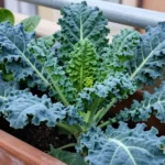 Qué plantar en invierno en el huerto urbano guía completa que-plantar-en-invierno-en-el-huerto-huerta-urbana