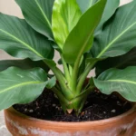Cultivo de raíz de cúrcuma en maceta para huertos urbanos raiz-curcuma-en-maceta012esinformacionalcurcuma-huerta-urbana-1