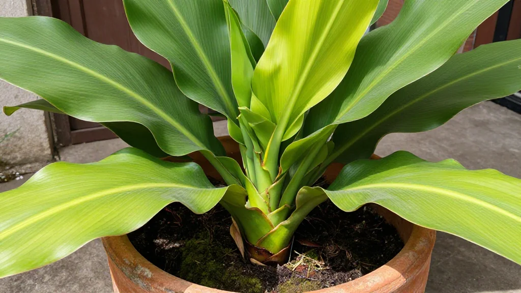 Curcuma en maceta - Latinoamerica