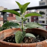 repelente-gatos-jardin-huerto024esproblemageneral-huerta-urbana-1