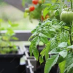 semilleros-tomate-en-casa-huerta-urbana