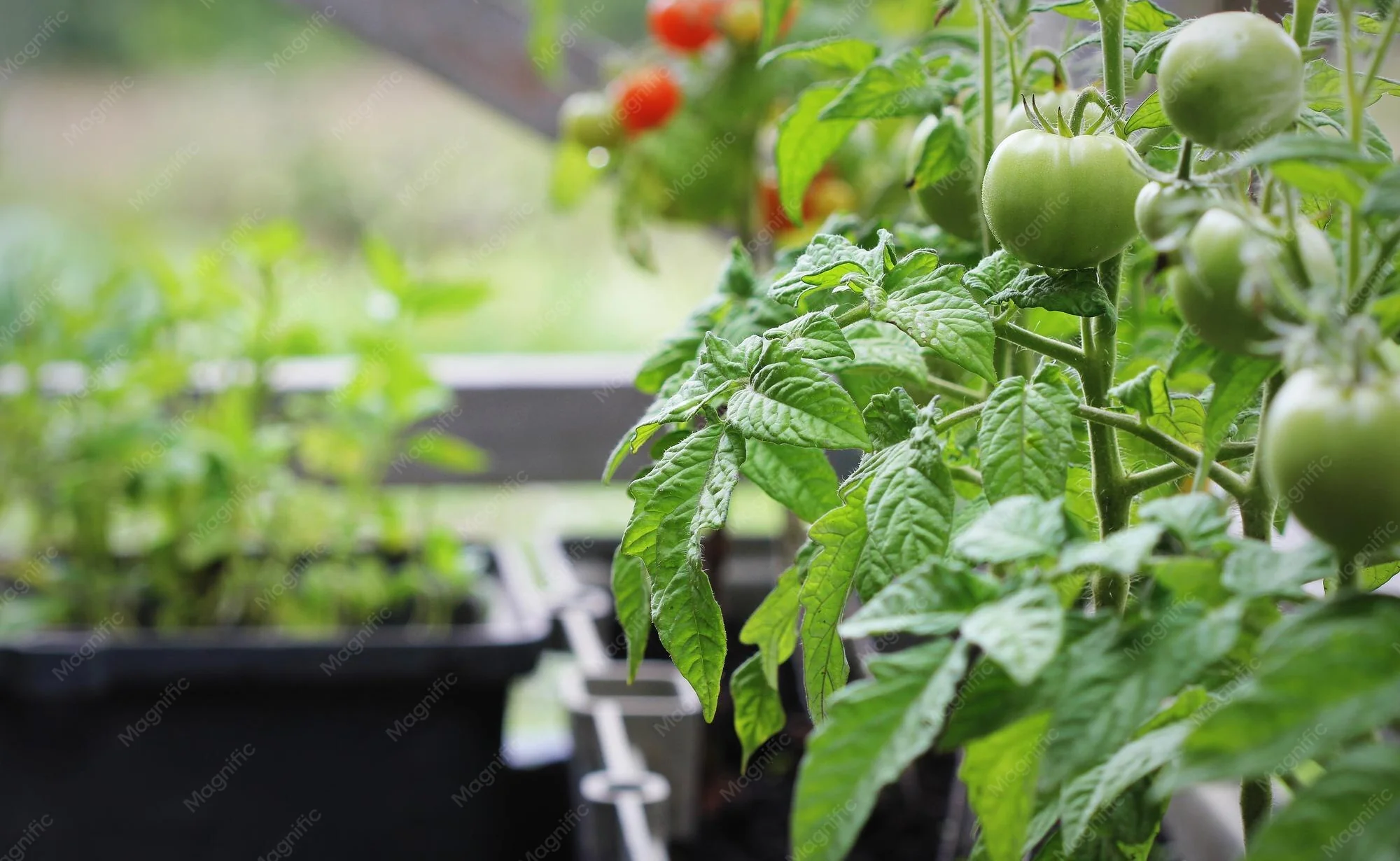 Tomate en maceta - es
