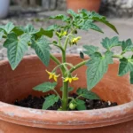 semilleros-tomate-en-casa019esinformacionaltomate-huerta-urbana-1