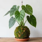 Taller kokedama en casa guía para huerta urbana taller-kokedama-en-casa-huerta-urbana