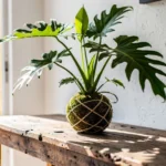 Taller de kokedama en casa: guía para tu huerta urbana en macetas taller-kokedama-en-casa012esinformacionalkokedama-huerta-urbana-1