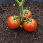 Tomates rastreros variedades para huerto urbano tomates-rastreros-variedades-para-huerto-huerta-urbana