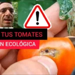 Tratamiento tuta tomate ecológico en Perú tratamiento-tuta-tomate-ecologico-huerta-urbana
