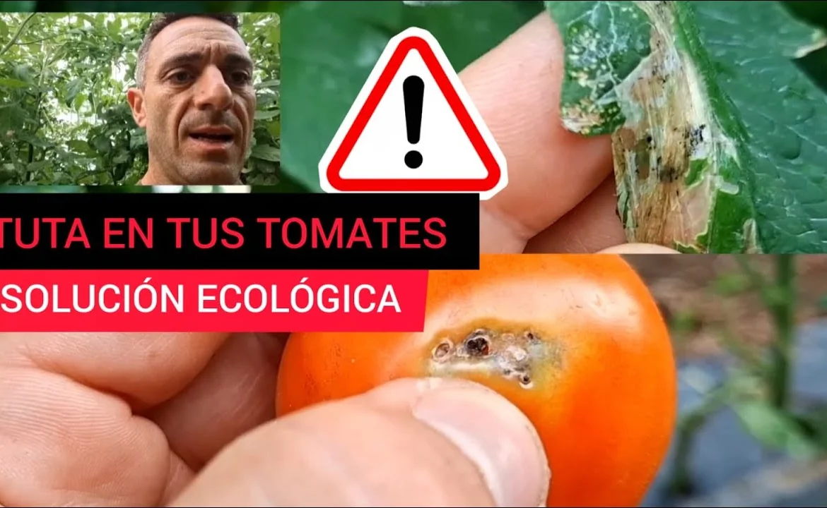 Tomate en maceta - Per&Atilde;&ordm;