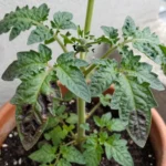 tratamiento-tuta-tomate-ecologico027peruproblematomate-huerta-urbana-1