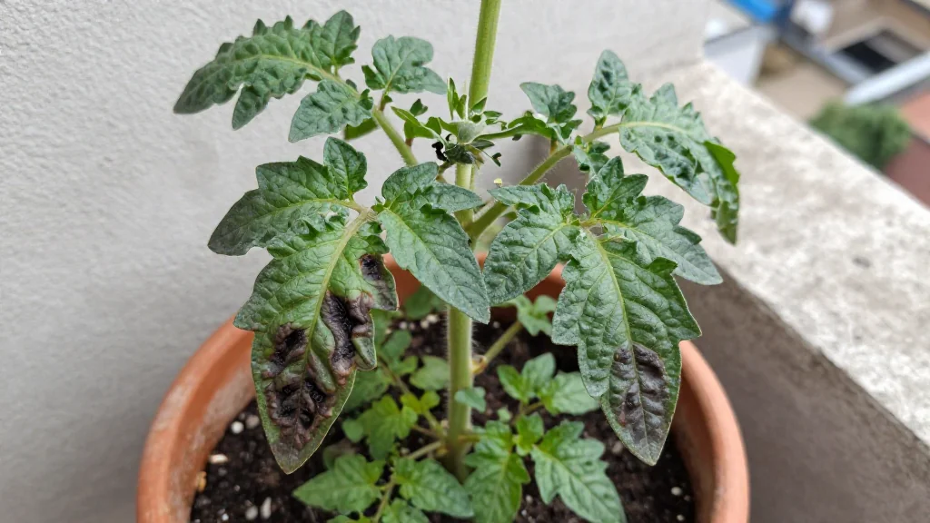 Tomate en maceta - Per&Atilde;&ordm;