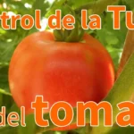 Tuta del tomate tratamiento ecológico 0 28 México en macetas tuta-del-tomate-tratamiento-ecologico-0-28-mexico-huerta-urbana-1