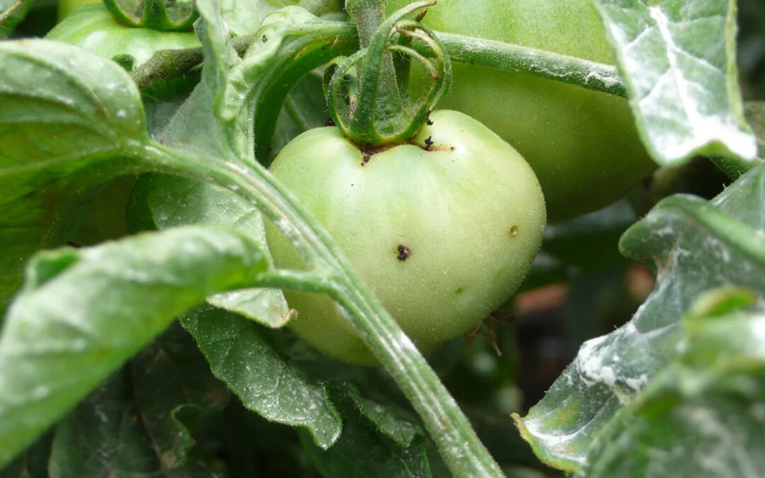 Tomate en maceta - M&Atilde;&copy;xico