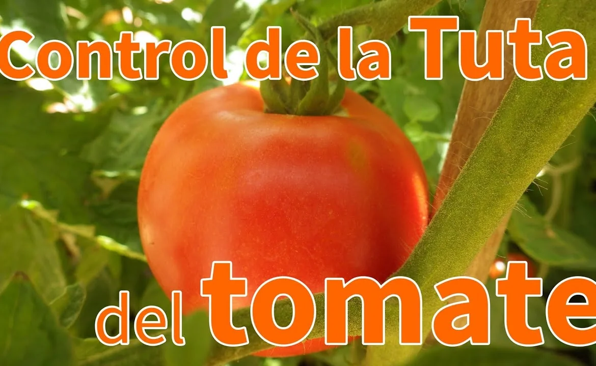Tomate en maceta - M&Atilde;&copy;xico